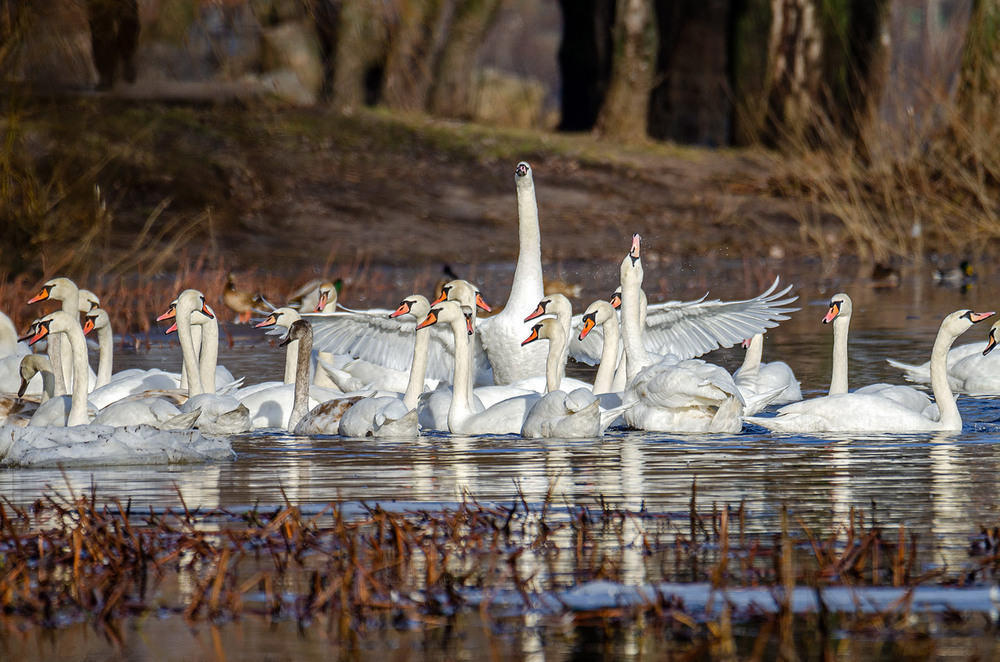 Фотографія Лебединое общество свидетелей человеков :) / Оксана Маховская / photographers.ua