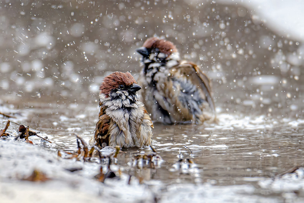Фотографія Банный день полевых воробьёв / Оксана Маховская / photographers.ua