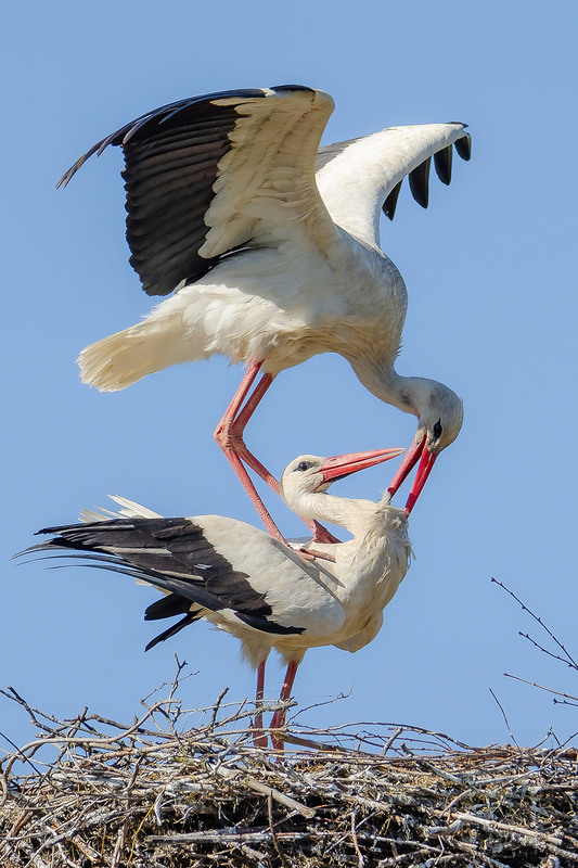 Фотографія Акробатический этюд :) / Оксана Маховская / photographers.ua