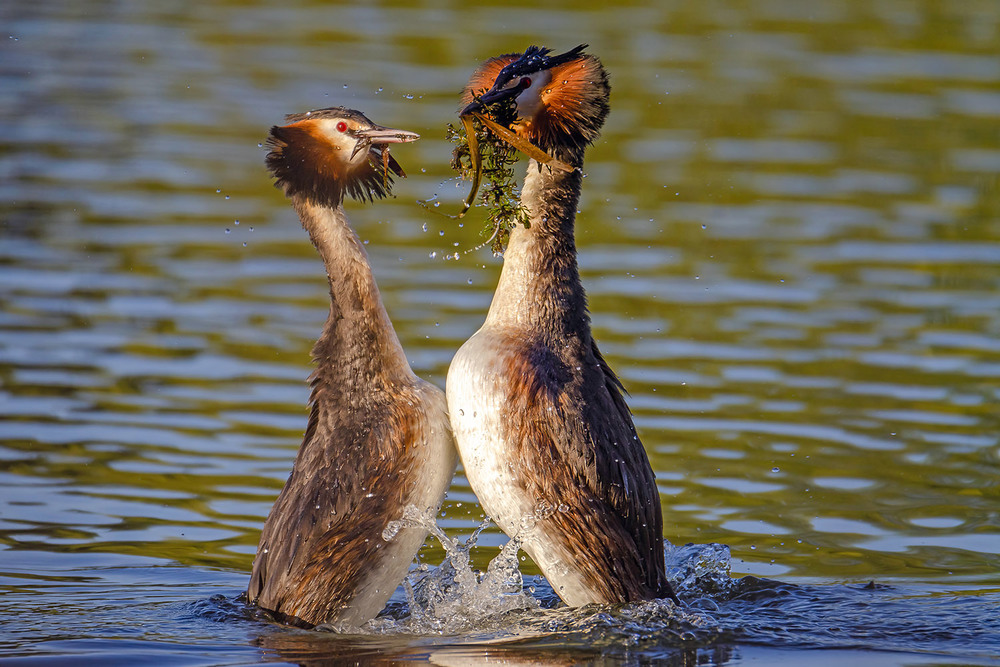 Фотографія Брачный танец в утренних лучах / Оксана Маховская / photographers.ua