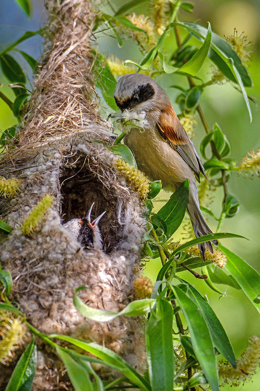 Фотографія Что так мало принёс?.. / Оксана Маховская / photographers.ua