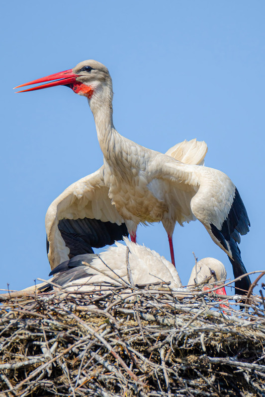 Фотографія Защитник / Оксана Маховская / photographers.ua