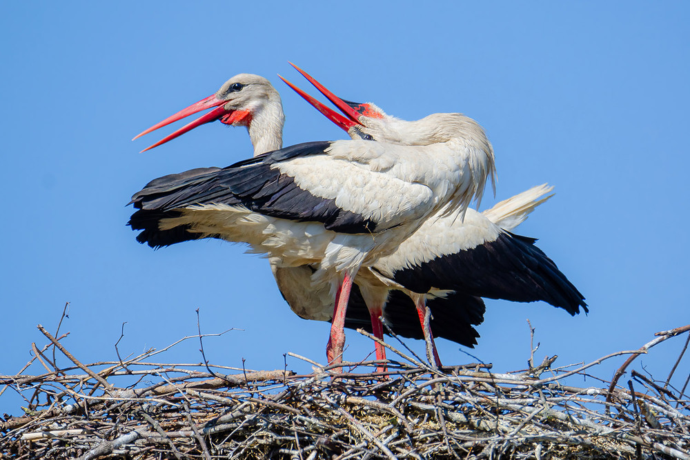 Фотографія Семейная пара / Оксана Маховская / photographers.ua