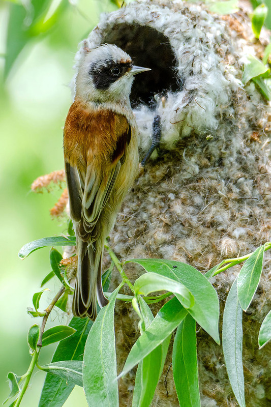 Фотографія Ремез у входа в домик / Оксана Маховская / photographers.ua
