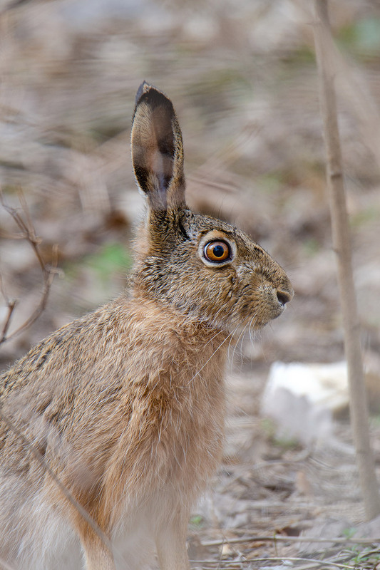 Фотографія Зайчик, портрет в профиль / Оксана Маховская / photographers.ua