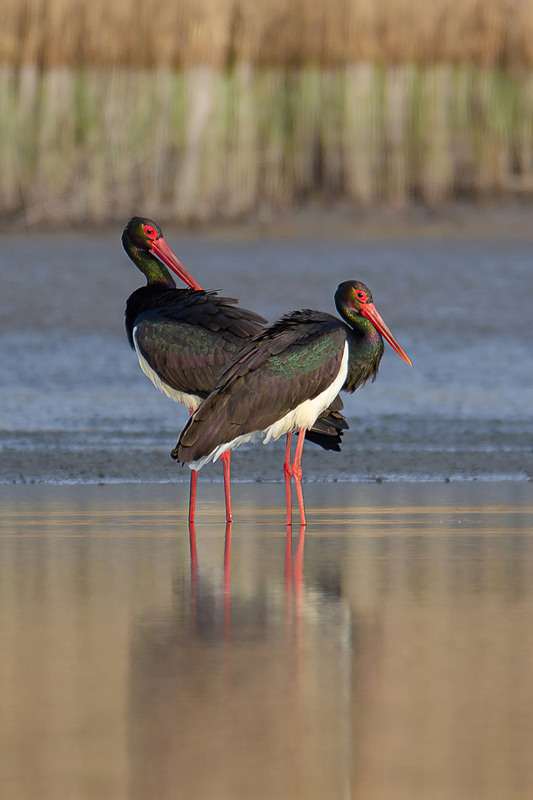 Фотографія Птицы из сказки... / Оксана Маховская / photographers.ua
