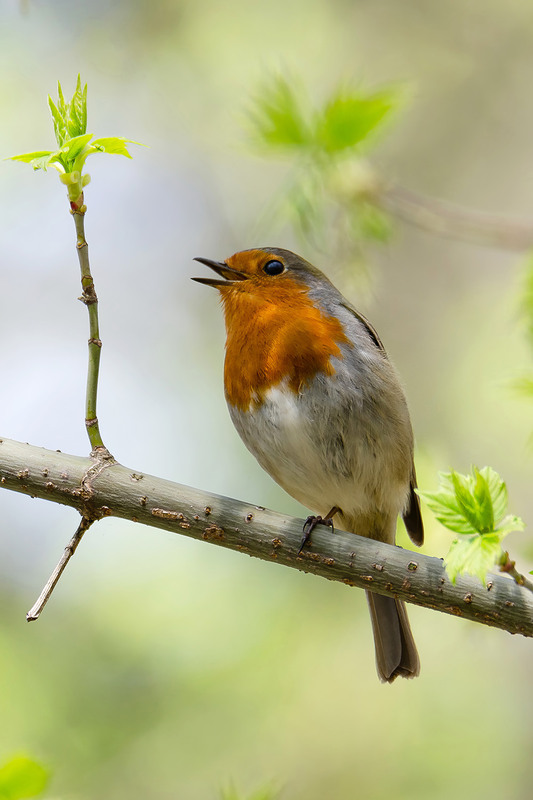 Фотографія Зарянка апрельская / Оксана Маховская / photographers.ua