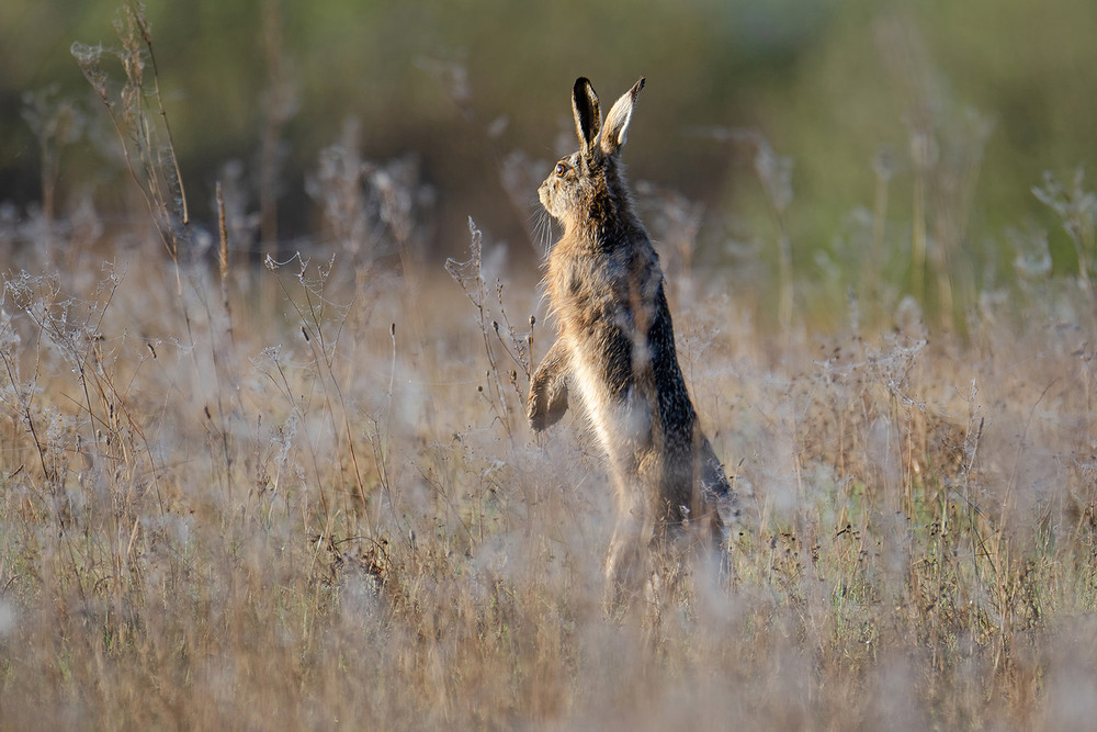 Фотографія Момент утреннего луга / Оксана Маховская / photographers.ua