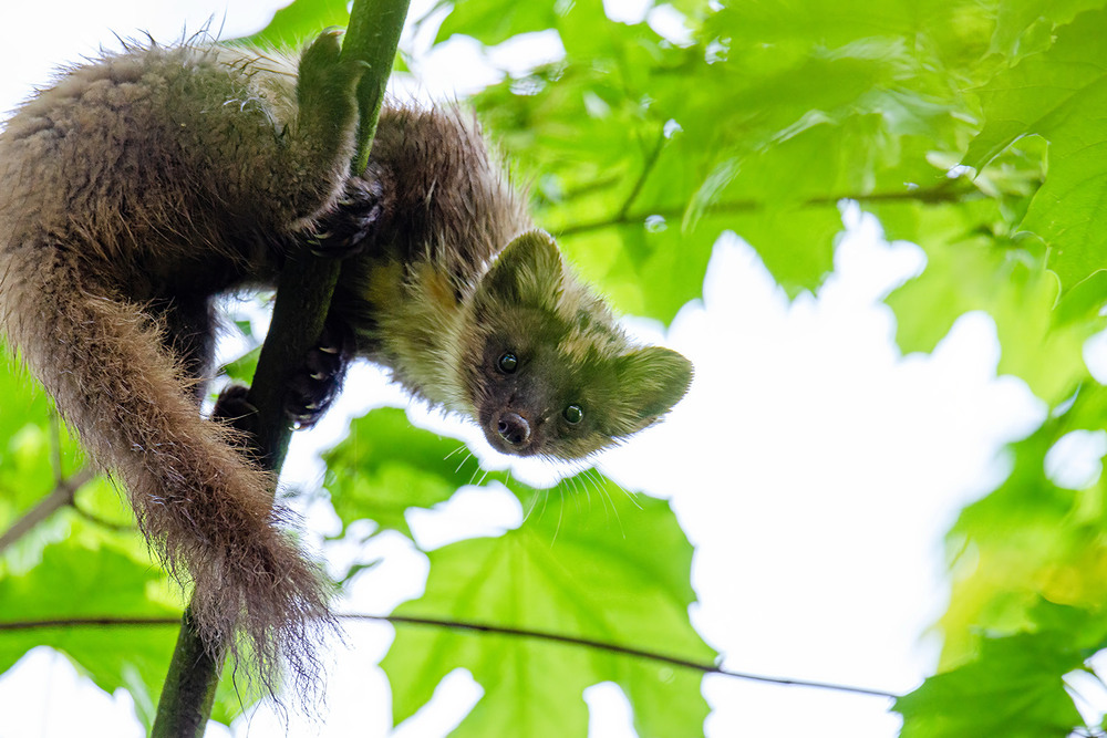 Фотографія Любопытная лесная куница / Оксана Маховская / photographers.ua