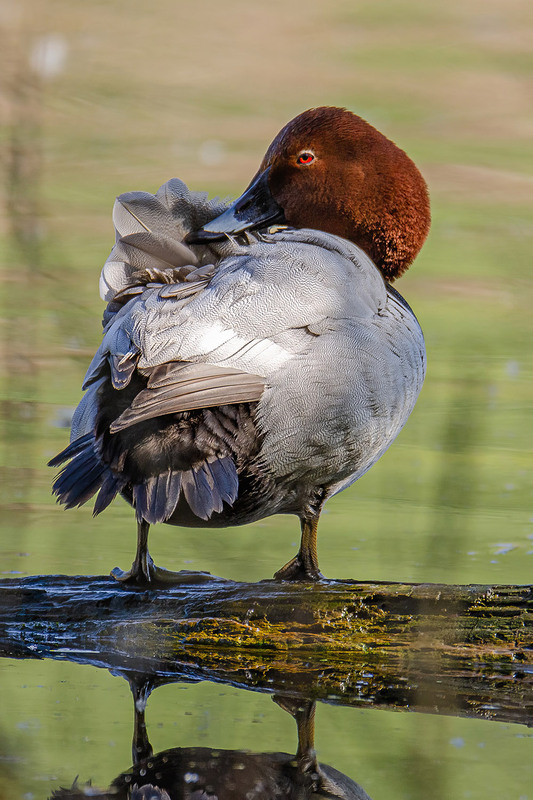 Фотографія Красавчик нырок / Оксана Маховская / photographers.ua