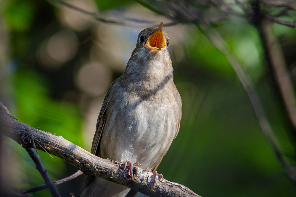 Фотографія Соловушка / Оксана Маховская / photographers.ua