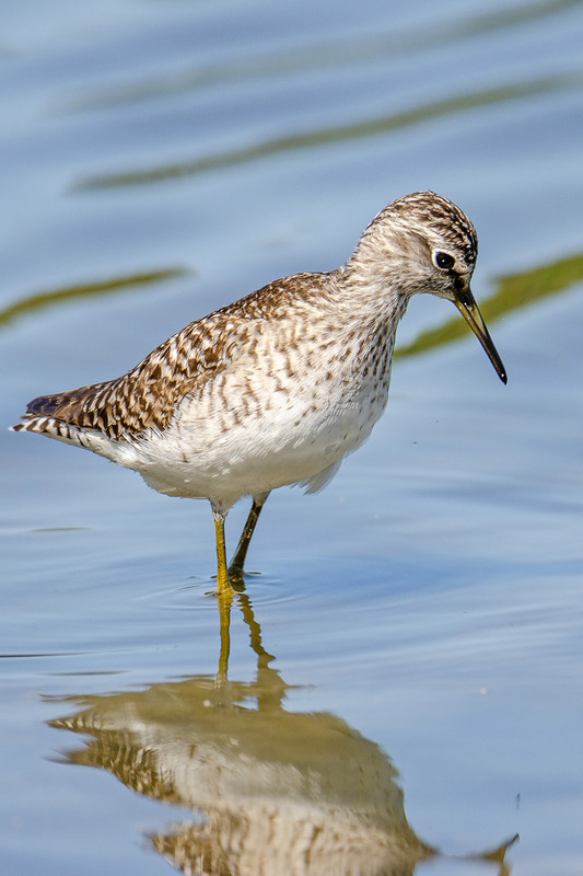 Фотографія Фифи задумался... / Оксана Маховская / photographers.ua