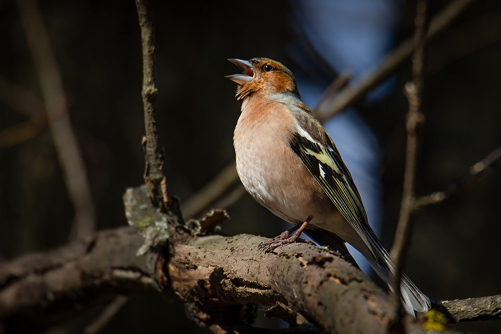 Фотографія Пение зяблика / Оксана Маховская / photographers.ua