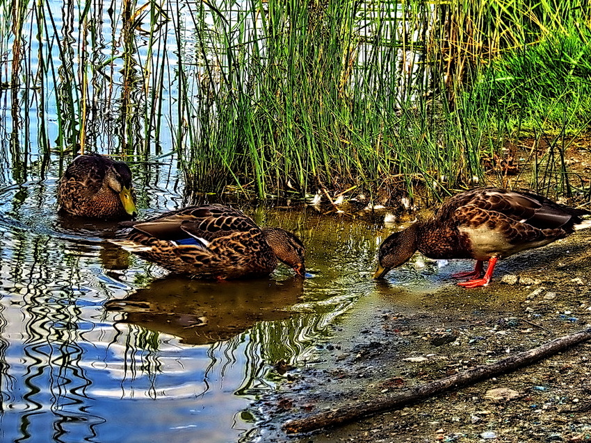 Фотографія Животные / Ігор Мукалов / photographers.ua