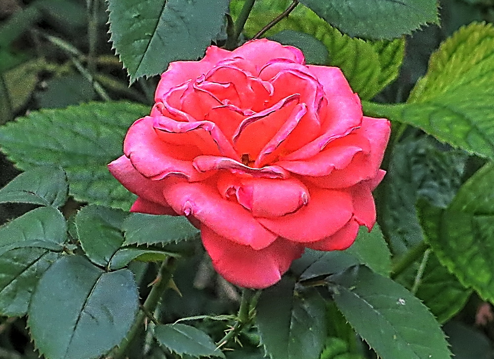 Фотографія Разное / Ігор Мукалов / photographers.ua