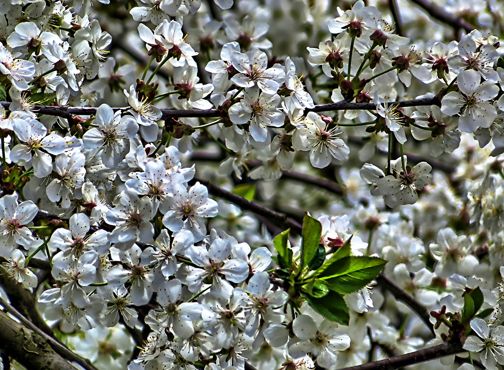 Фотографія Вишня / Ігор Мукалов / photographers.ua