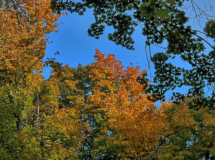 Фотографія Кольори жовтня / Ігор Мукалов / photographers.ua
