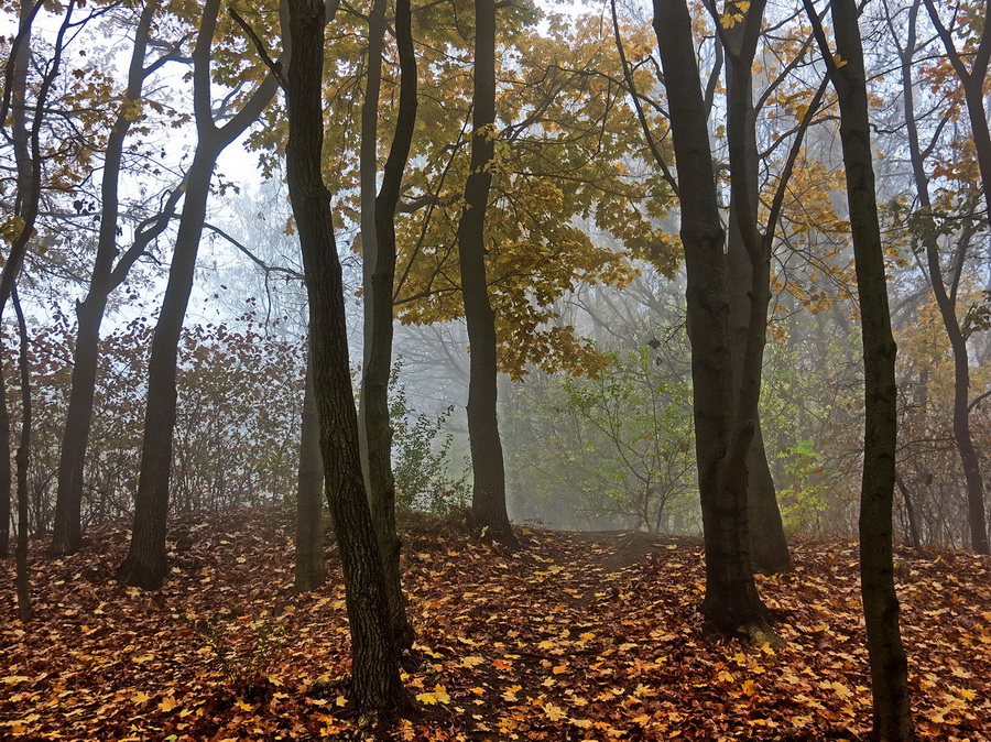 Фотографія Осінь, ліс, туман / Ігор Мукалов / photographers.ua
