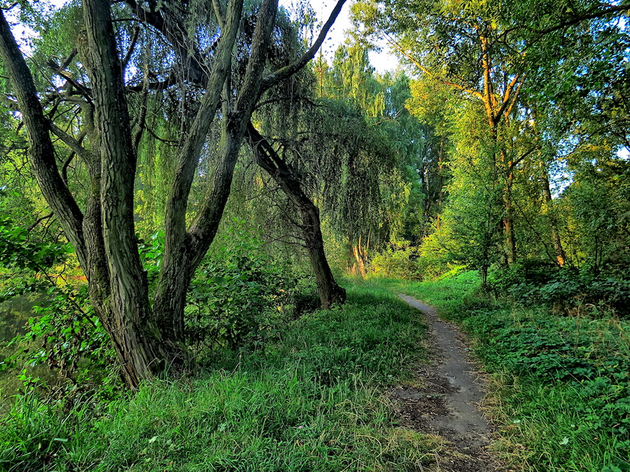 Фотографія Ранок на лісовій стежці / Ігор Мукалов / photographers.ua