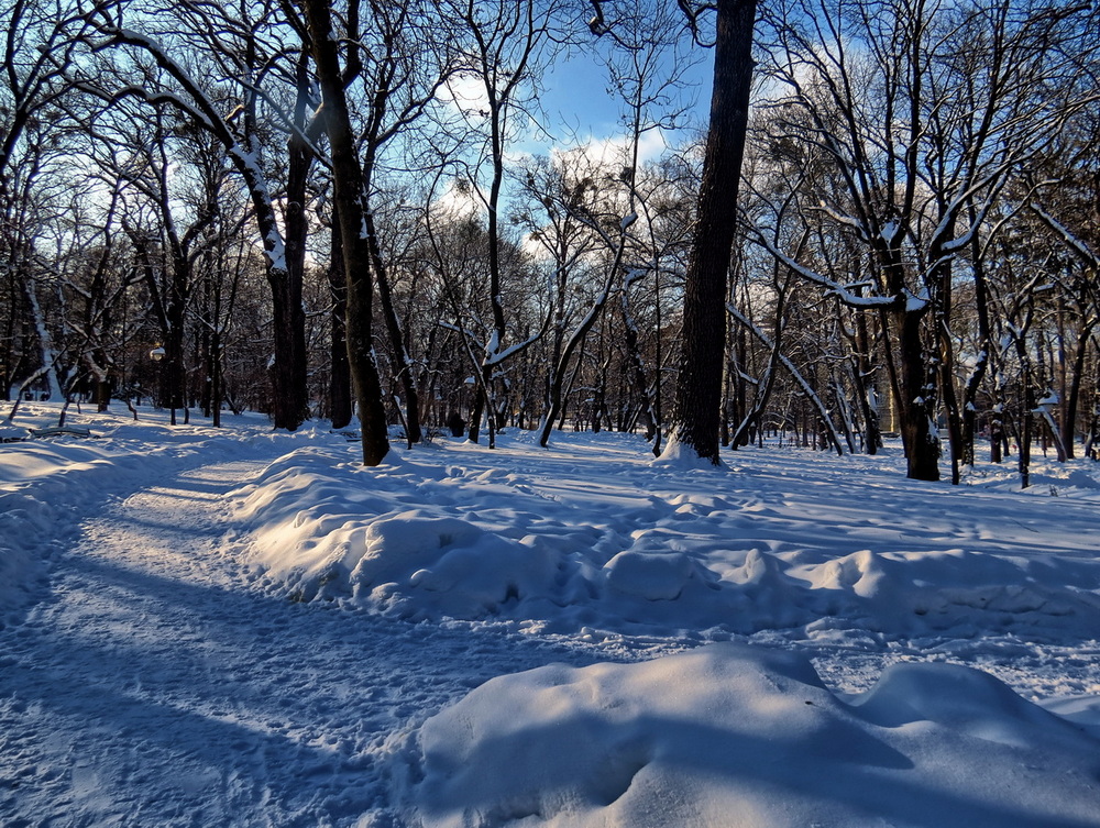 Фотографія В зимовому парку / Ігор Мукалов / photographers.ua