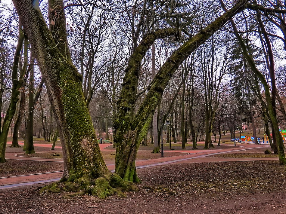 Фотографія Старі дерева в парку / Ігор Мукалов / photographers.ua