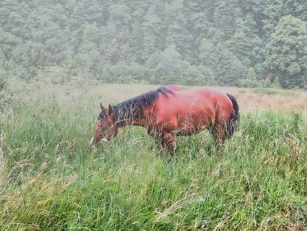 Фотографія Ходить кінь в тумані / Ігор Мукалов / photographers.ua