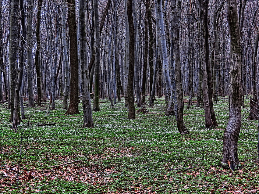 Фотографія Весняний ліс / Ігор Мукалов / photographers.ua