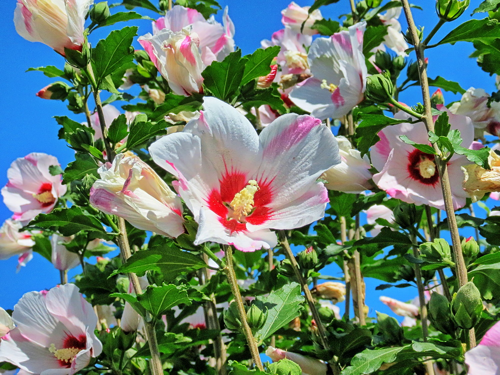 Фотографія Разное / Ігор Мукалов / photographers.ua