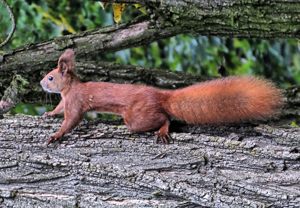 Фотографія Животные / Ігор Мукалов / photographers.ua