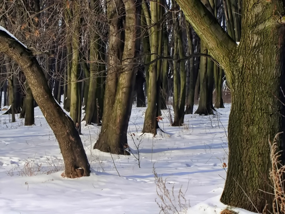 Фотографія В зимовму лісі / Ігор Мукалов / photographers.ua