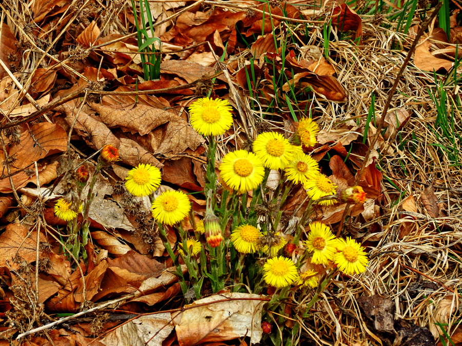 Фотографія Перші квіти весняного лісу / Ігор Мукалов / photographers.ua
