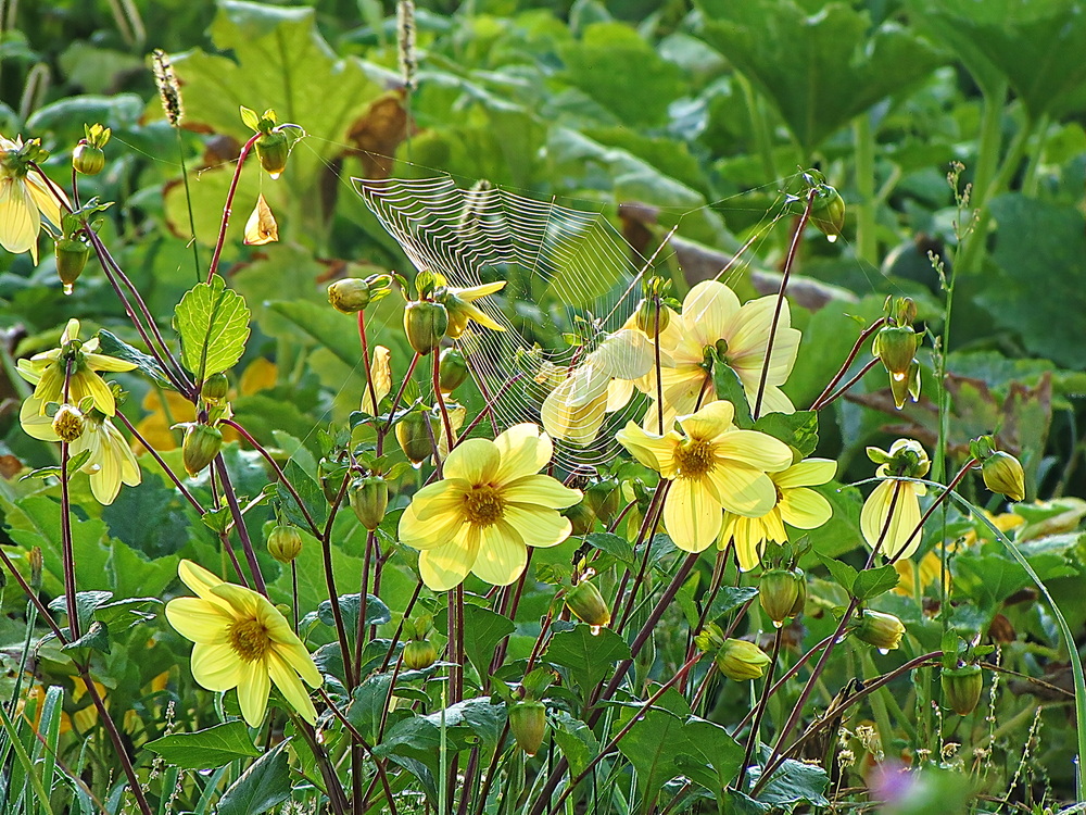 Фотографія Разное / Ігор Мукалов / photographers.ua