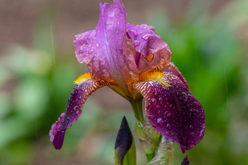 Фотографія Дощ і квіти. / Віктор В'язло / photographers.ua