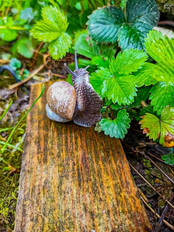 Фотографія Равлик, snail / Сергій Гудзь / photographers.ua