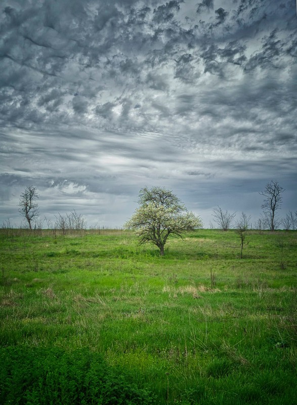 Фотографія Облака и дерево / Олександр Карпенко / photographers.ua