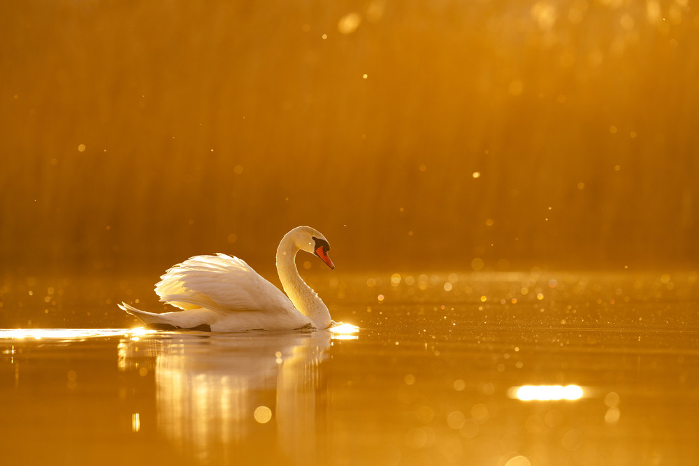 Фотографія LSS / Алекс Брр / photographers.ua