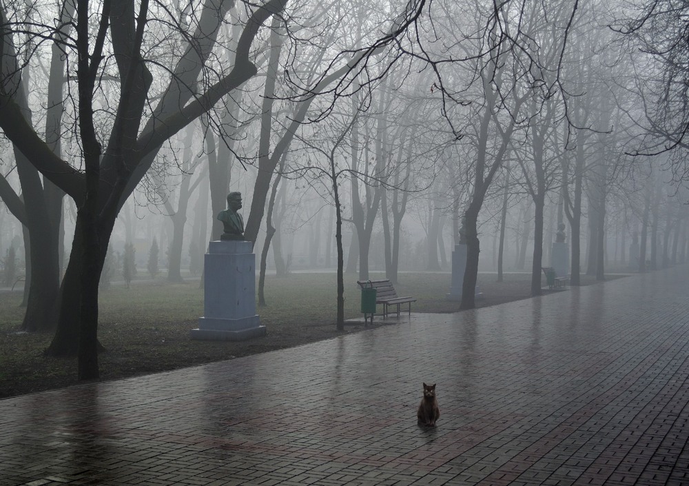 Фотографія Кот, который любил гулять в парке. / Денис Ткаченко / photographers.ua