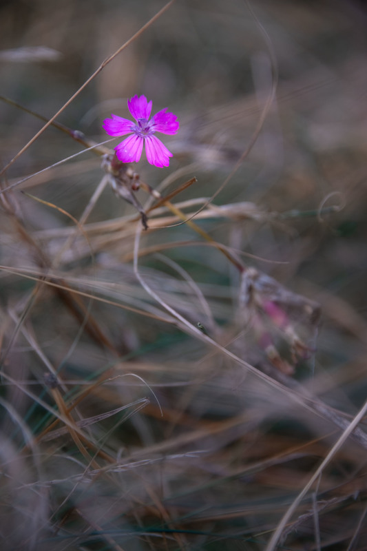 Фотографія Просто квітка... / Larysa Berezhna / photographers.ua