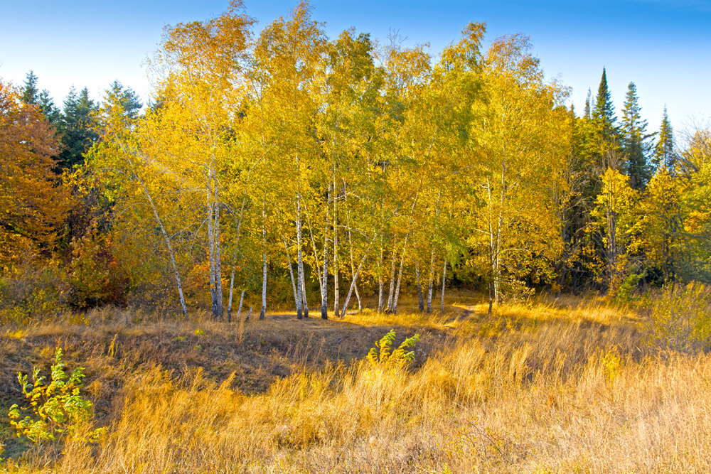 Фотографія Осенний лес №1 / Мац Александр / photographers.ua