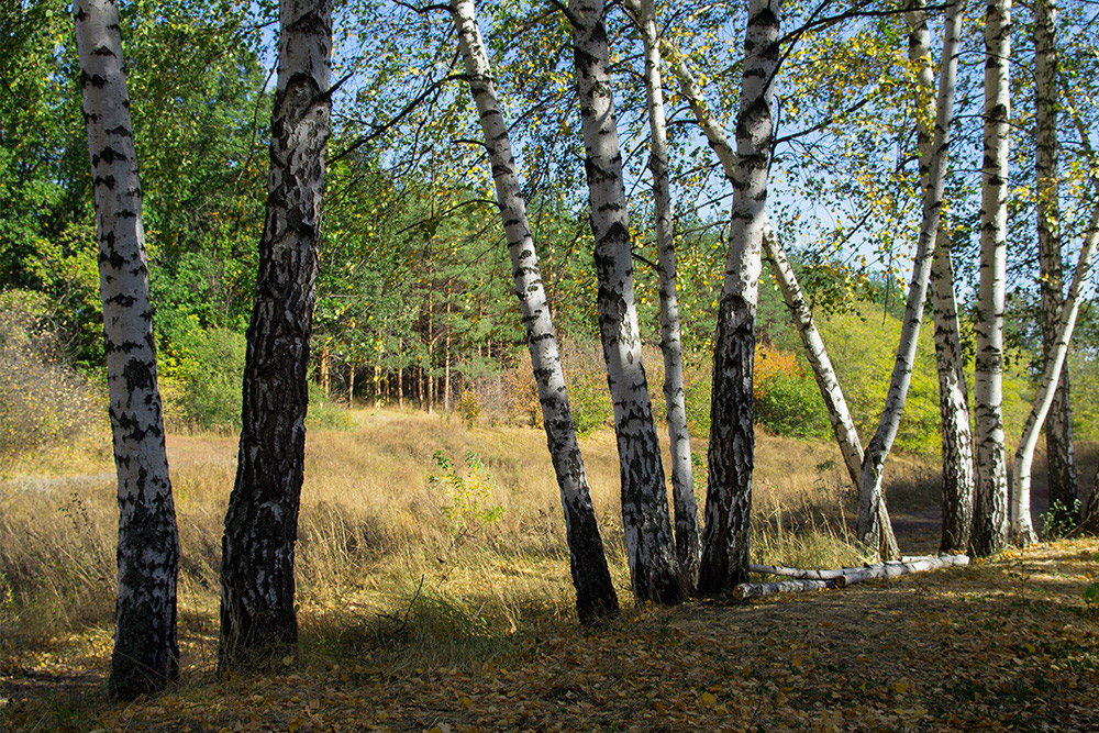Фотографія Осенний лес №2 / Мац Александр / photographers.ua