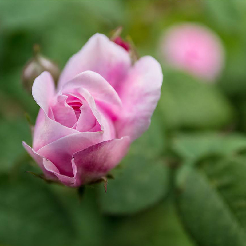 Фотографія Кітайська троянда / Мац Александр / photographers.ua