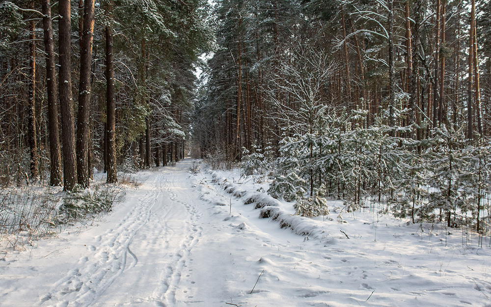 Фотографія Зимовий ліс / Pavel Kovalev / photographers.ua