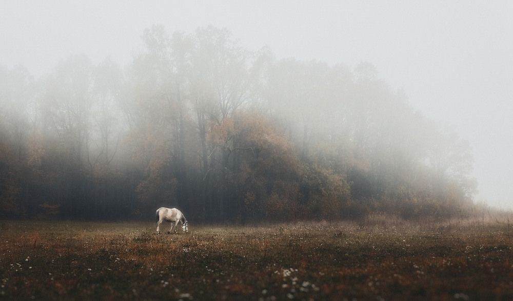 Фотографія В тумані... / Оксана Лабяк / photographers.ua