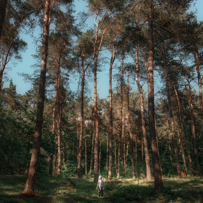 Фотографія "Коли дерева були великими..." / Оксана Лабяк / photographers.ua