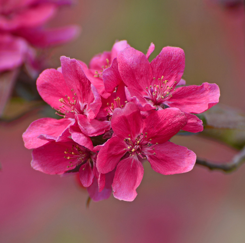 Фотографія Цвіт яблуні / MarynaK. / photographers.ua