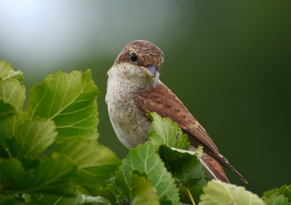 Фотографія *** / MarynaK. / photographers.ua