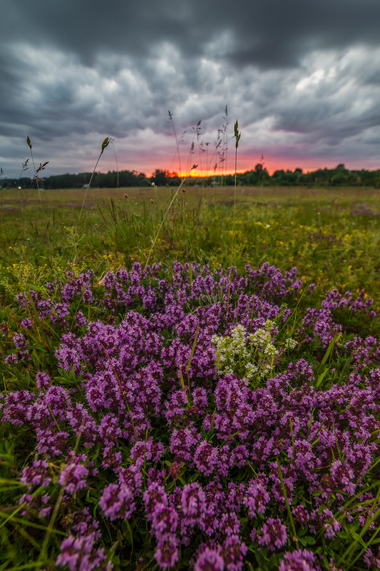 Фотографія Чабрец цветет / Дмитро Балховітін / photographers.ua