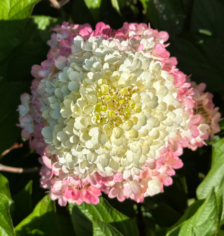 Фотографія Осіння принцеса. / Ксенія Київ / photographers.ua