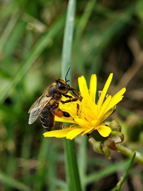 Фотографія Бджола на квітці / Рабенко Дмитро / photographers.ua