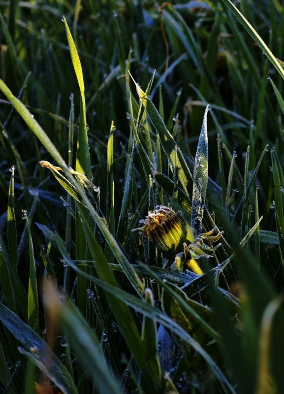 Фотографія Макро / Рабенко Дмитро / photographers.ua